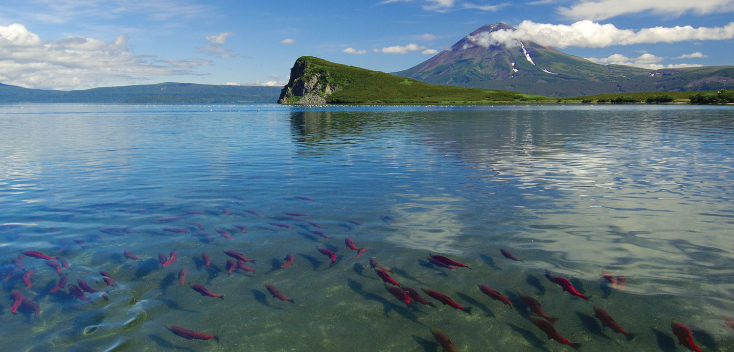 Wild Alaskan Salmon Swimming